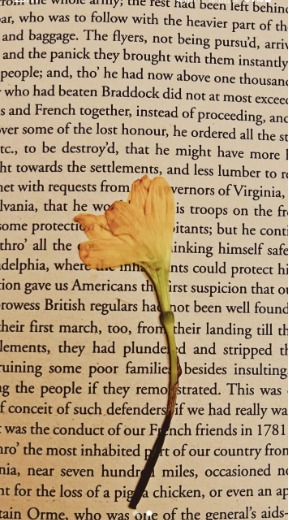 A yellow flower resting on an open page of an old book